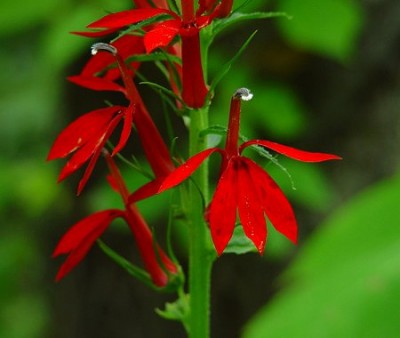 Lobelia_cardinalis_flowers.jpg