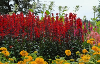 Lobelia cardinalis Victoria.jpg