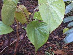 Piper_methysticum_(kava_kava).15581.jpg