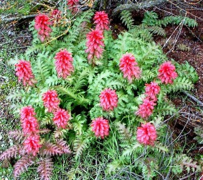 Pedicularis_densiflora-3.jpg