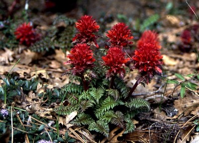 sizedPedicularis densiflora Shingleton Ca19174.jpg