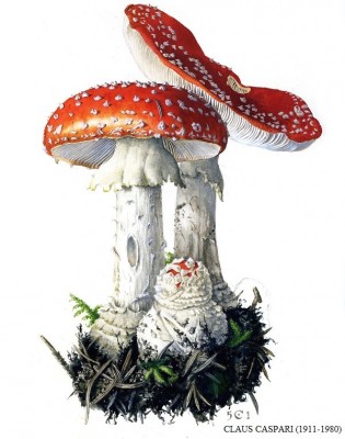 amanita muscaria.jpg