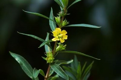 sun-opener-sinicuichi-heimia-salicifolia.jpg