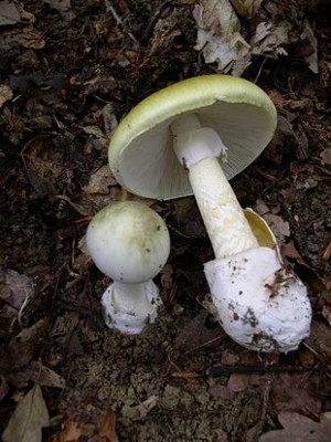 310px-Amanita_phalloides_1.JPG