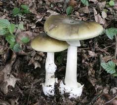 amanita falloide.jpg