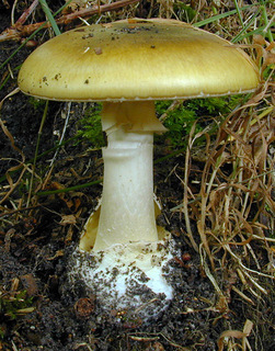 Amanita_phalloides,I_MWS29302.jpg