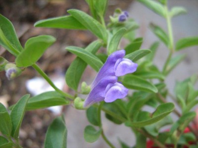 scutellaria nana3.jpg