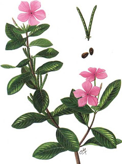 Catharanthus roseus perv.jpg