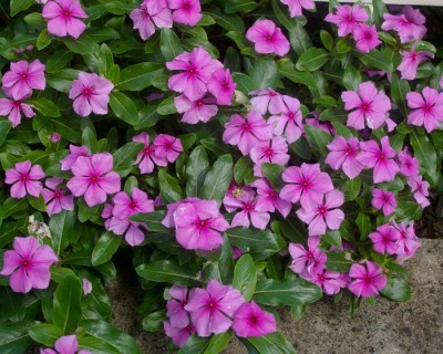 CatharanthusRoseusWs700 pervinca.jpg