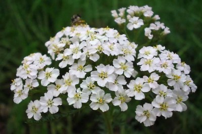 achilleamillefolium4.jpg