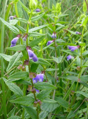 Scutellaria galericulata 4.jpg