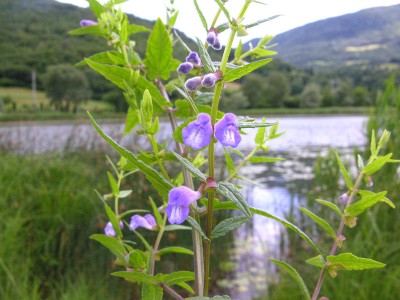 Scutellaria-galericulata -1.jpg