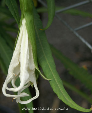 Brugmansia_culebra1.jpg